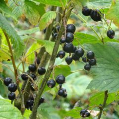 schwarze Johannisbeere