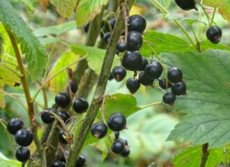 schwarze Johannisbeere