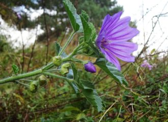 Blüten der Käsepappel