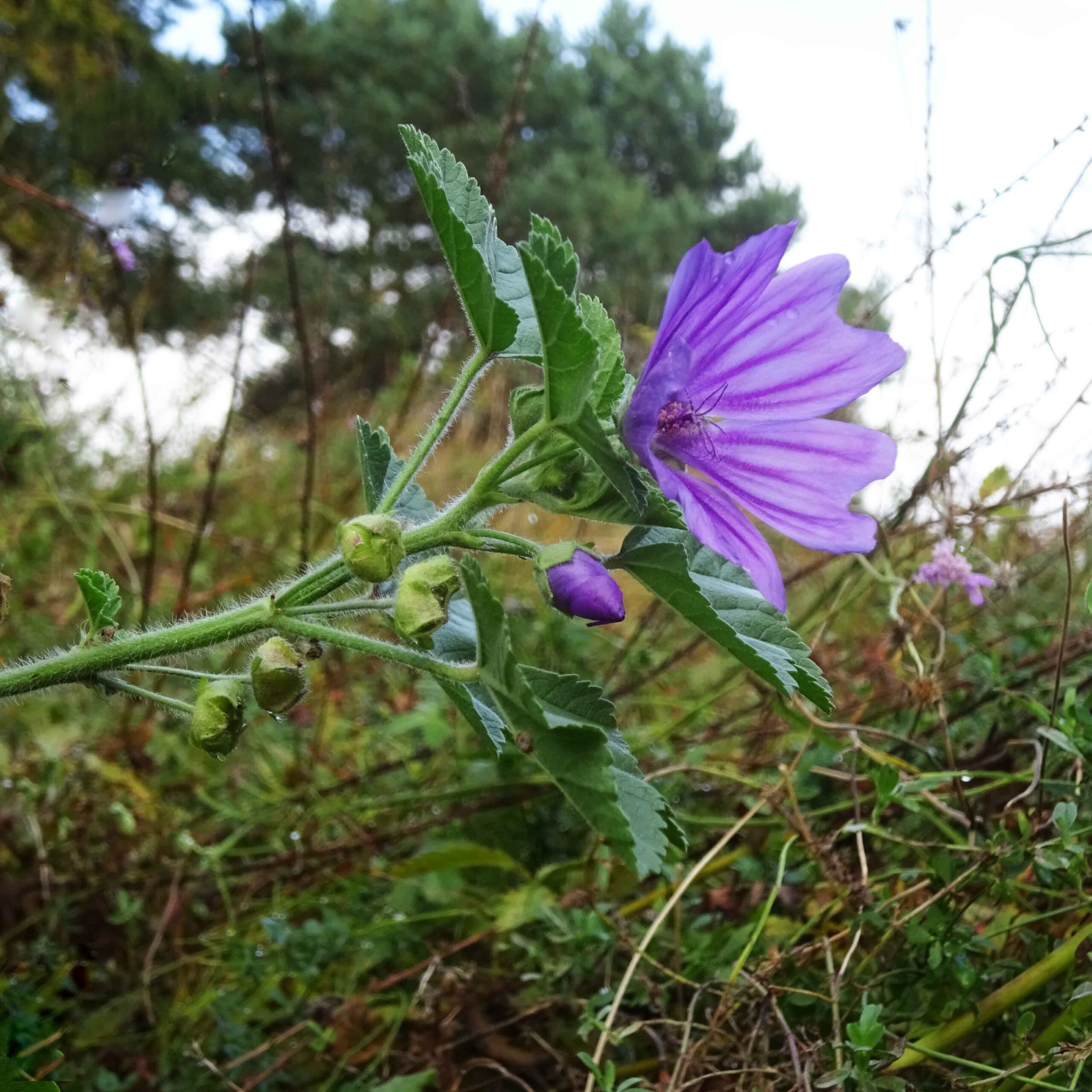 Blüten der Käsepappel