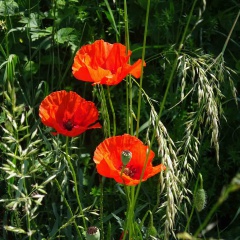 Die Blüten des Klatschmohns werden als Farbspender Kräutertees beigemengt.