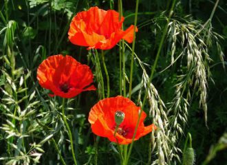 Die Blüten des Klatschmohns werden als Farbspender Kräutertees beigemengt.