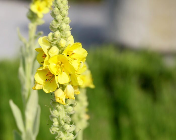 Königskerze im Garten des ehemaligen Schweizer Klosters Kappel.