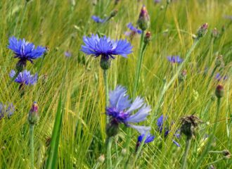 Das Blau der Kornblumen ist vielbesungen und kündet vom Hochsommer.