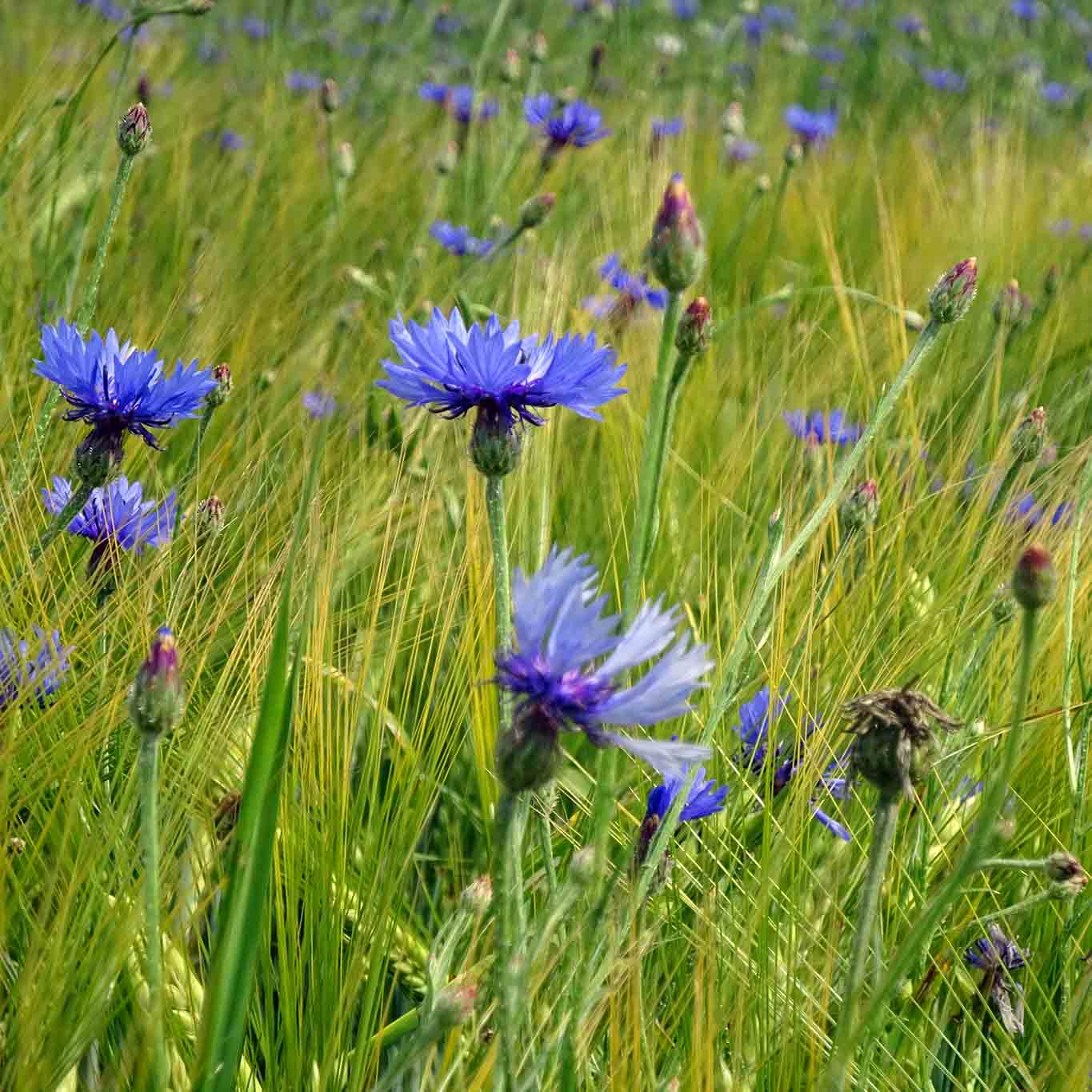 Das Blau der Kornblumen ist vielbesungen und kündet vom Hochsommer.