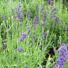 Lavendel im Beet