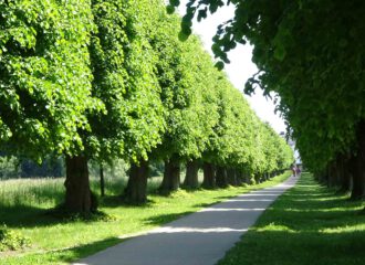 Allee mit Linden im frühsommerlichen Mecklenburg-Vorpommern.