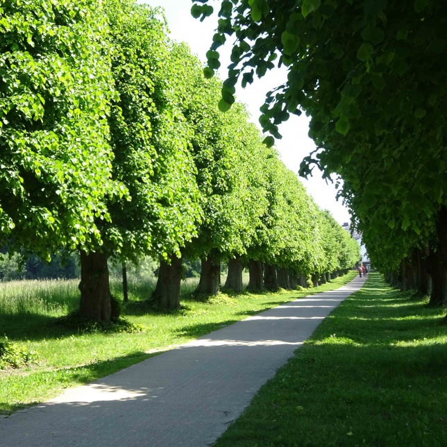 Allee mit Linden
