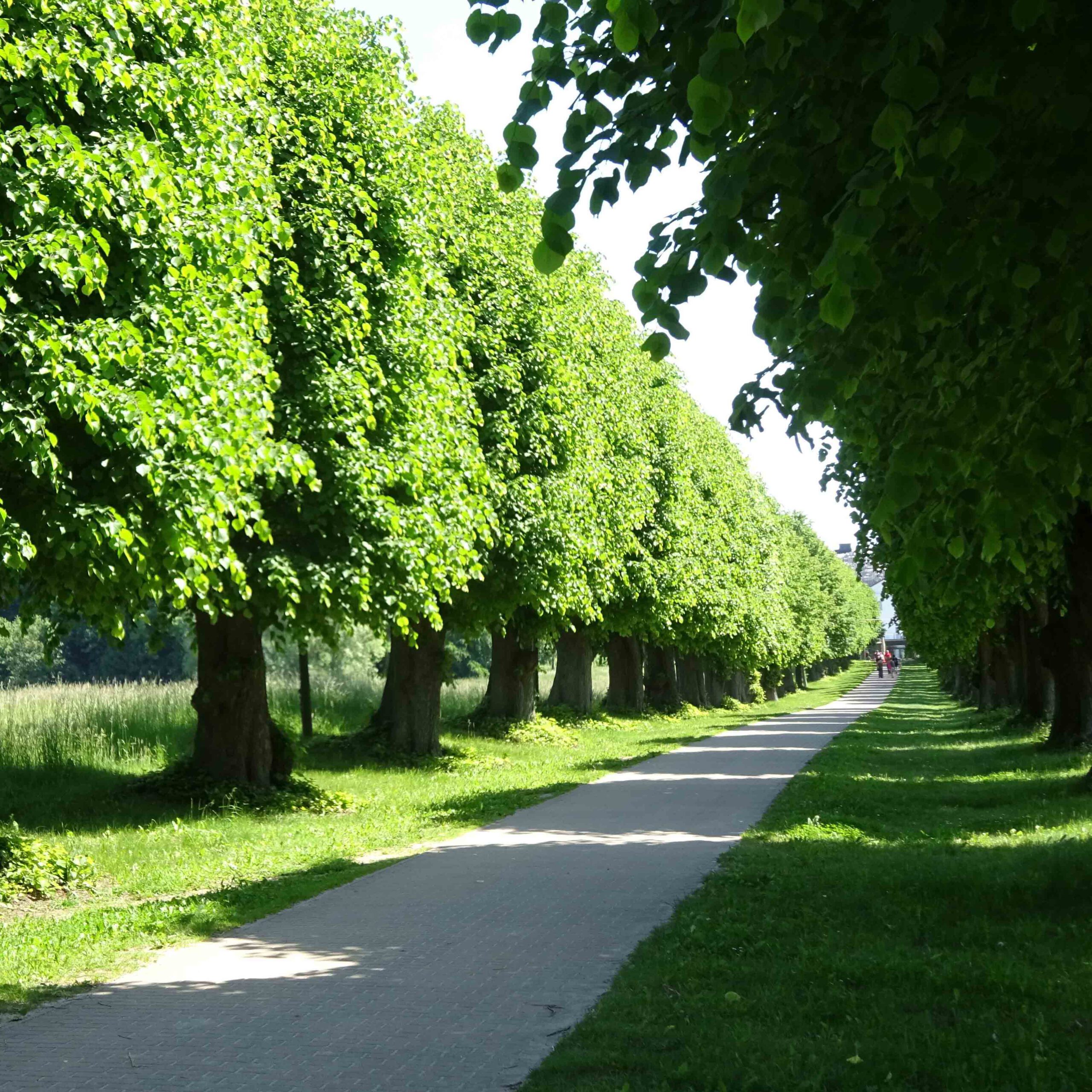 Allee mit Linden im frühsommerlichen Mecklenburg-Vorpommern.