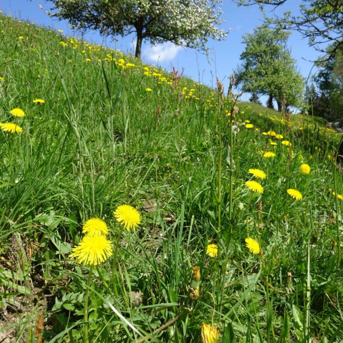 Löwenzahnblüten