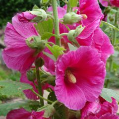 Malvenblüten im Garten