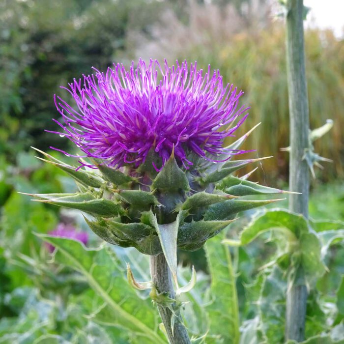 Blühende Mariendistel