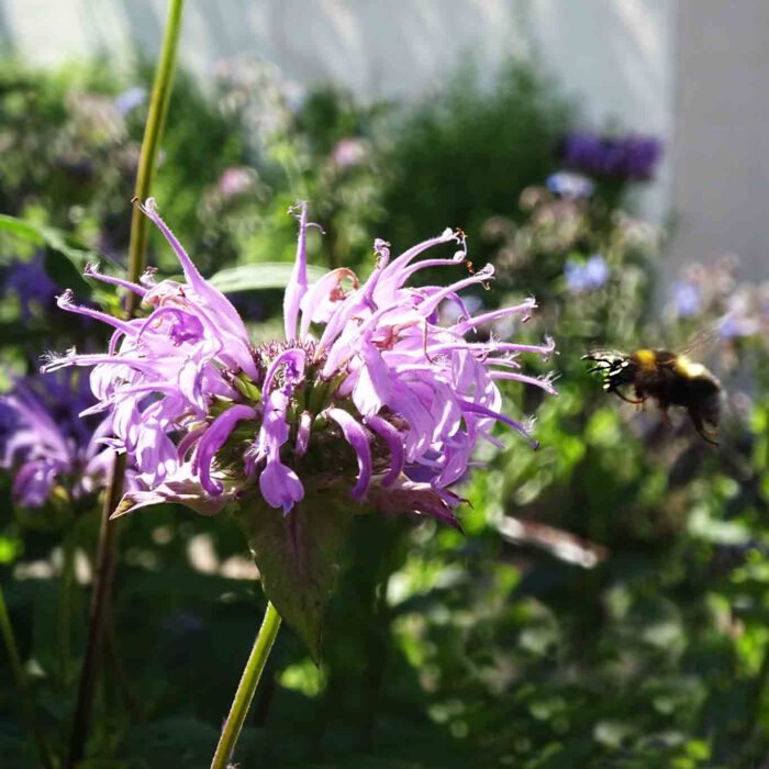 Eine amerikanische Verwandte ist die Goldmelisse (Monarda didyma). Sie wird als Zier-, Heil- und Duftpflanze genutzt. Der Duft der Blüten ist zitronig.