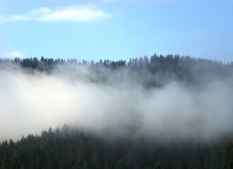 Nebel überm Wald