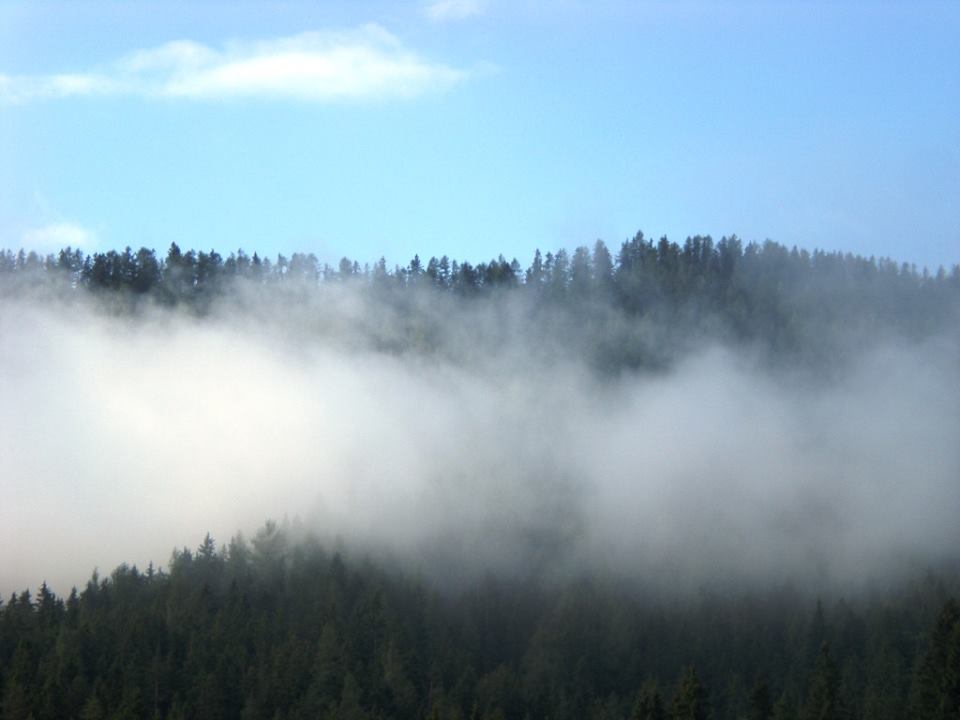 Nebel überm Wald