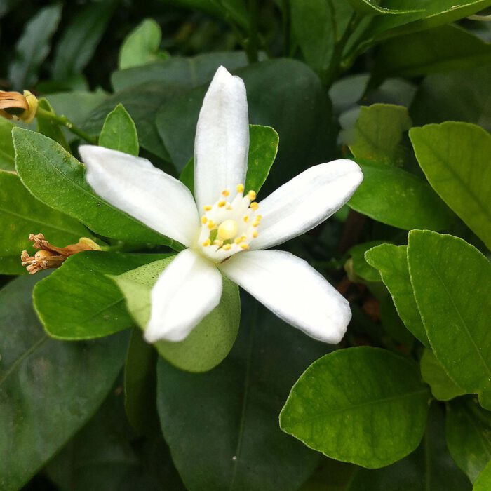 Blüte am Orangenbaum