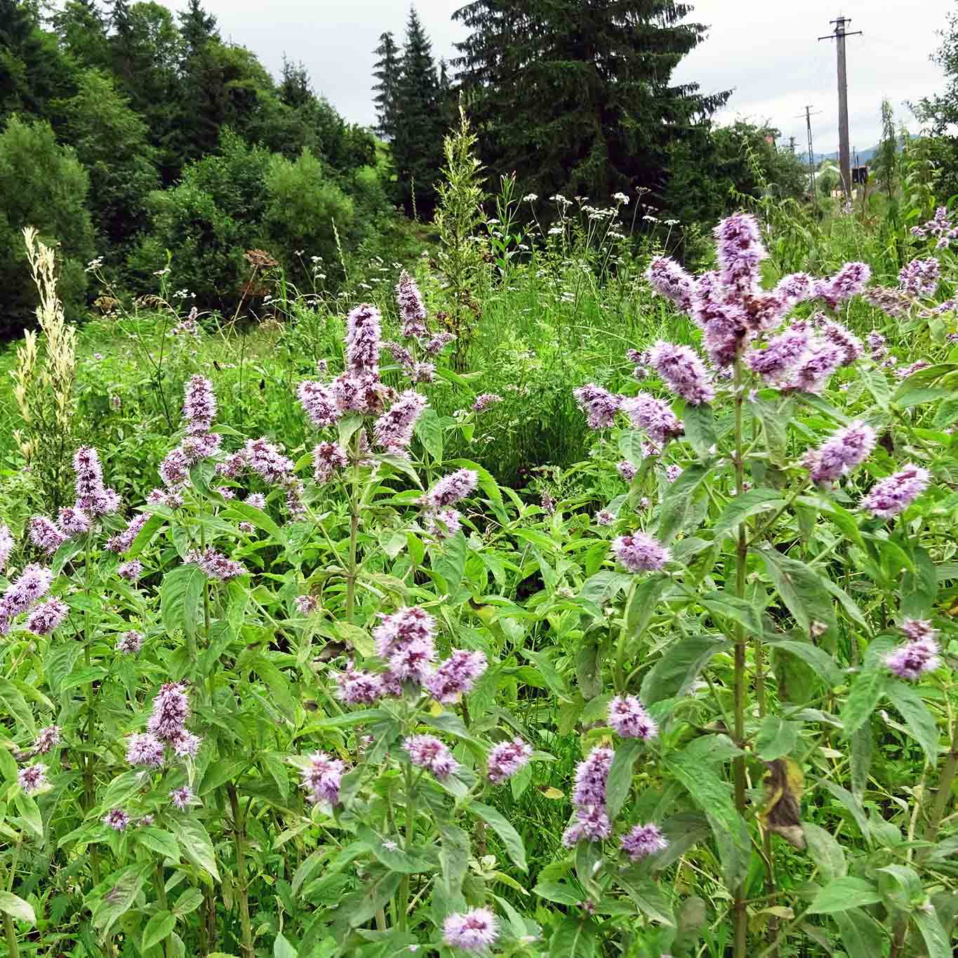 Zartrosa Büschel bilden die Blüten der Pfefferminze.