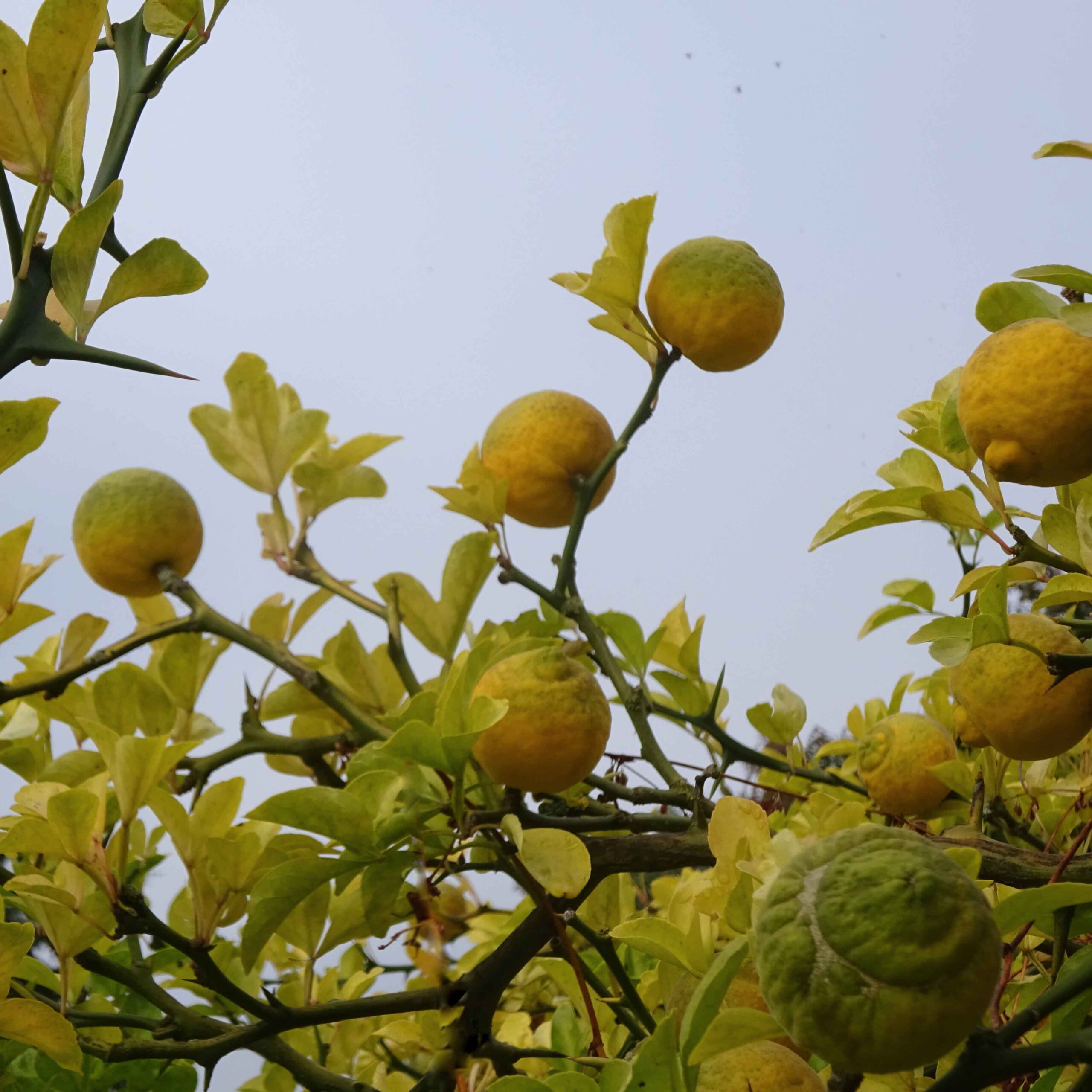 Irrtümlich zeigten wir in der Vergangenheit dieses Bild. Statt eines Citrus x aurantium (Pomeranze) ist ein Poncirus trifoliata abgebildet. Die Früchte von Citrus trifoliata sind unverarbeitet nur bedingt genießbar. Jedoch ist Citrus trifoliata im Vergleich zu Citrus x aurantium deutlich frosthärter und kann deshalb in unseren Breiten überwintern.