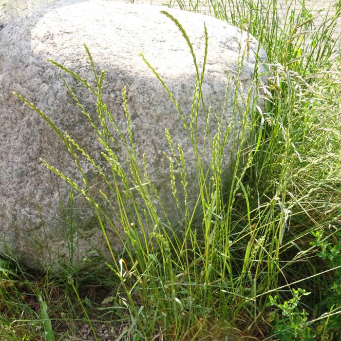 Das unzerstörbare Unkraut die Quecke