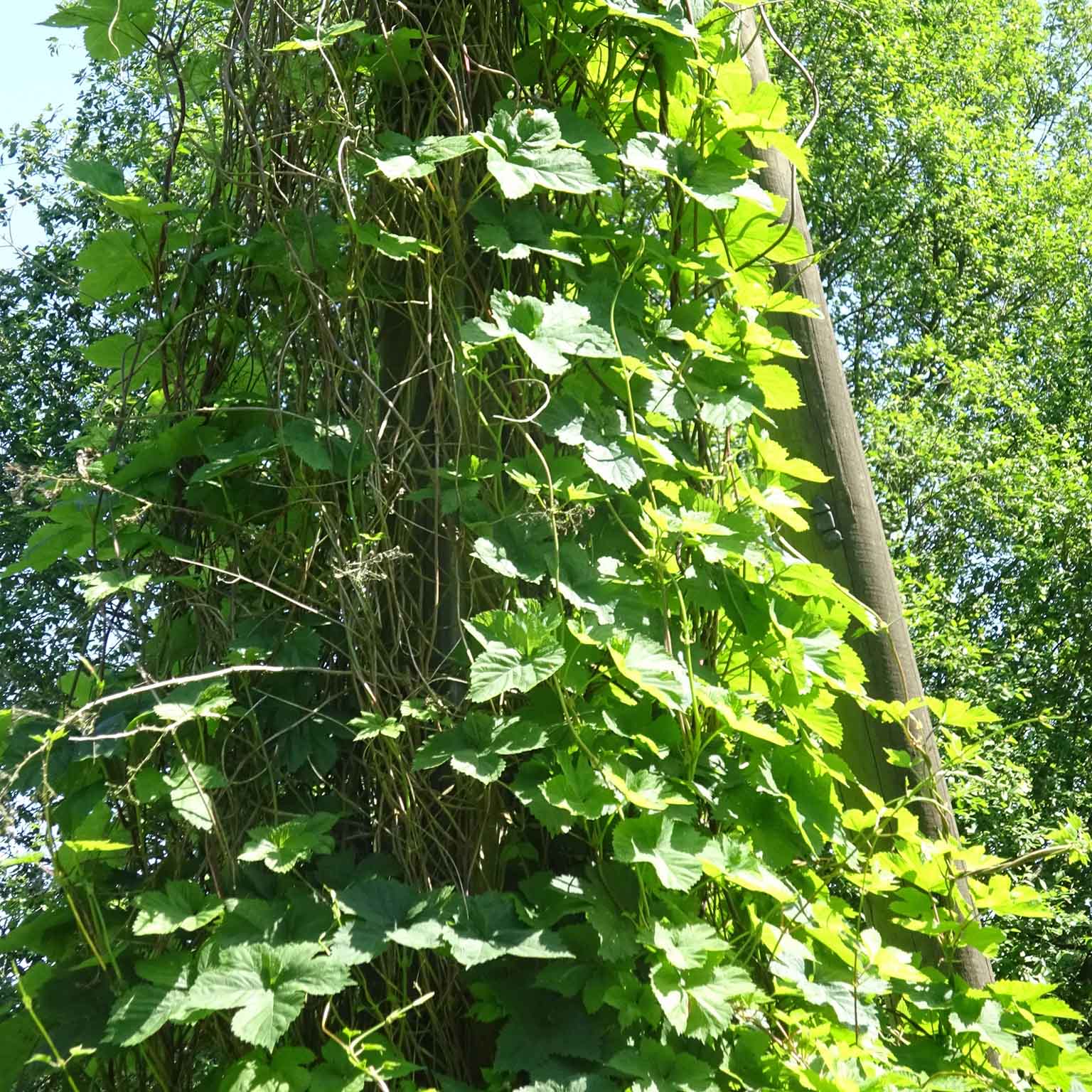 Hopfenranken an einem Mast