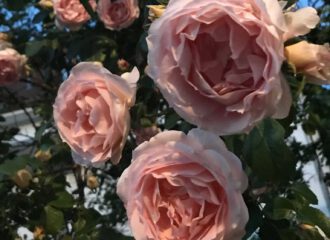 gefüllte Rosenblüten an einem Strauch