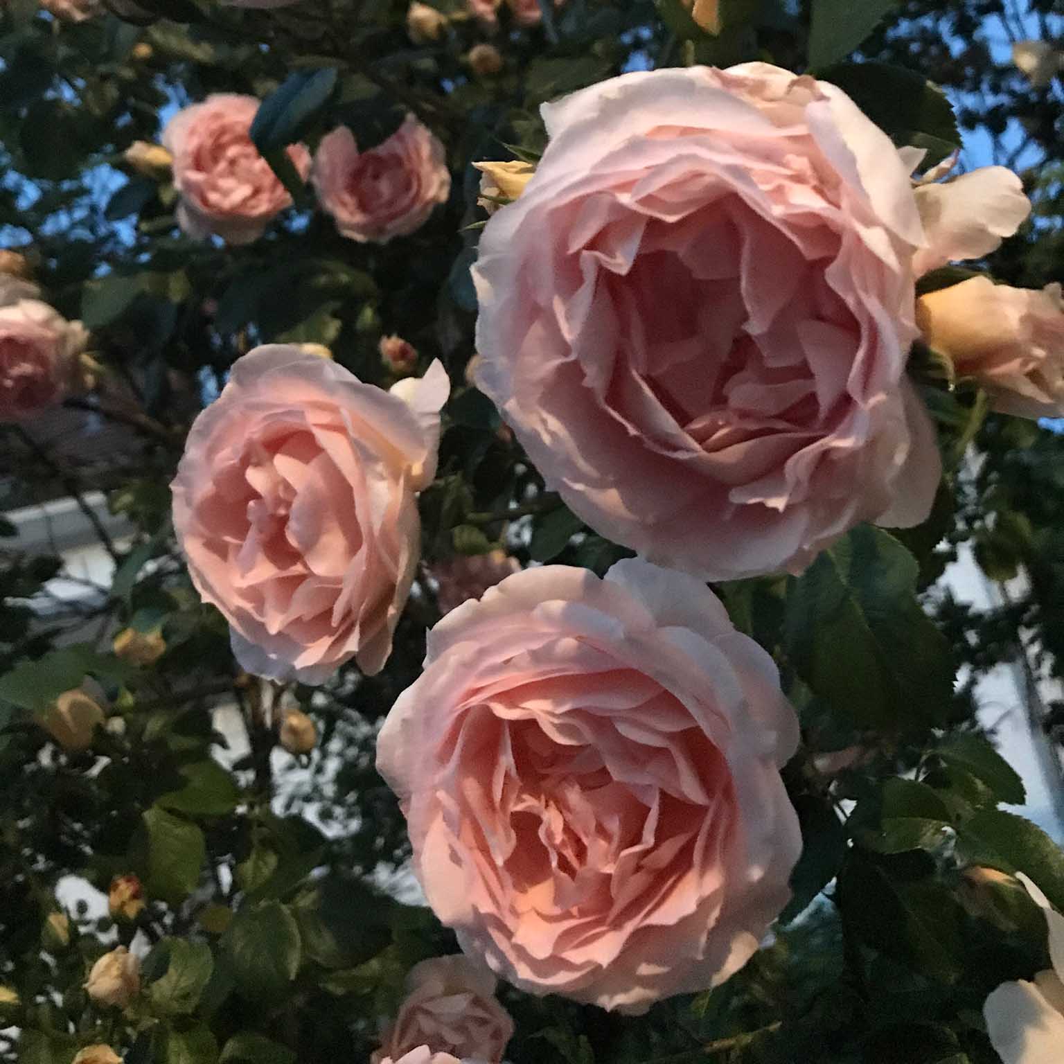 gefüllte Rosenblüten an einem Strauch