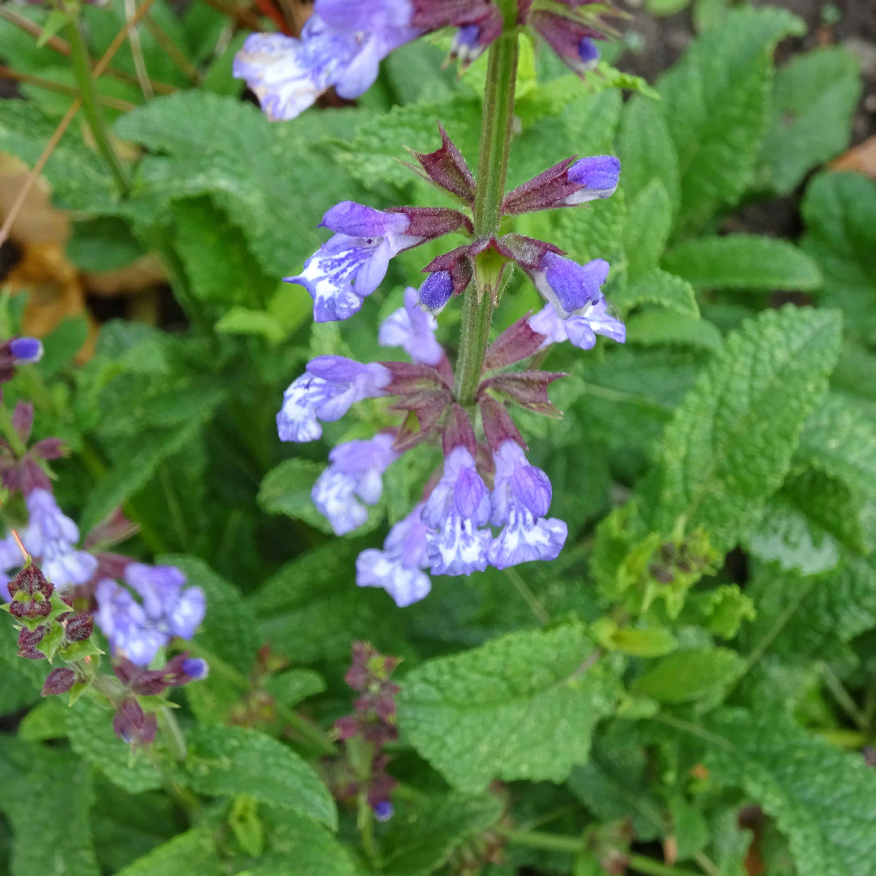 Salbei der Retter aus dem Kräutergarten