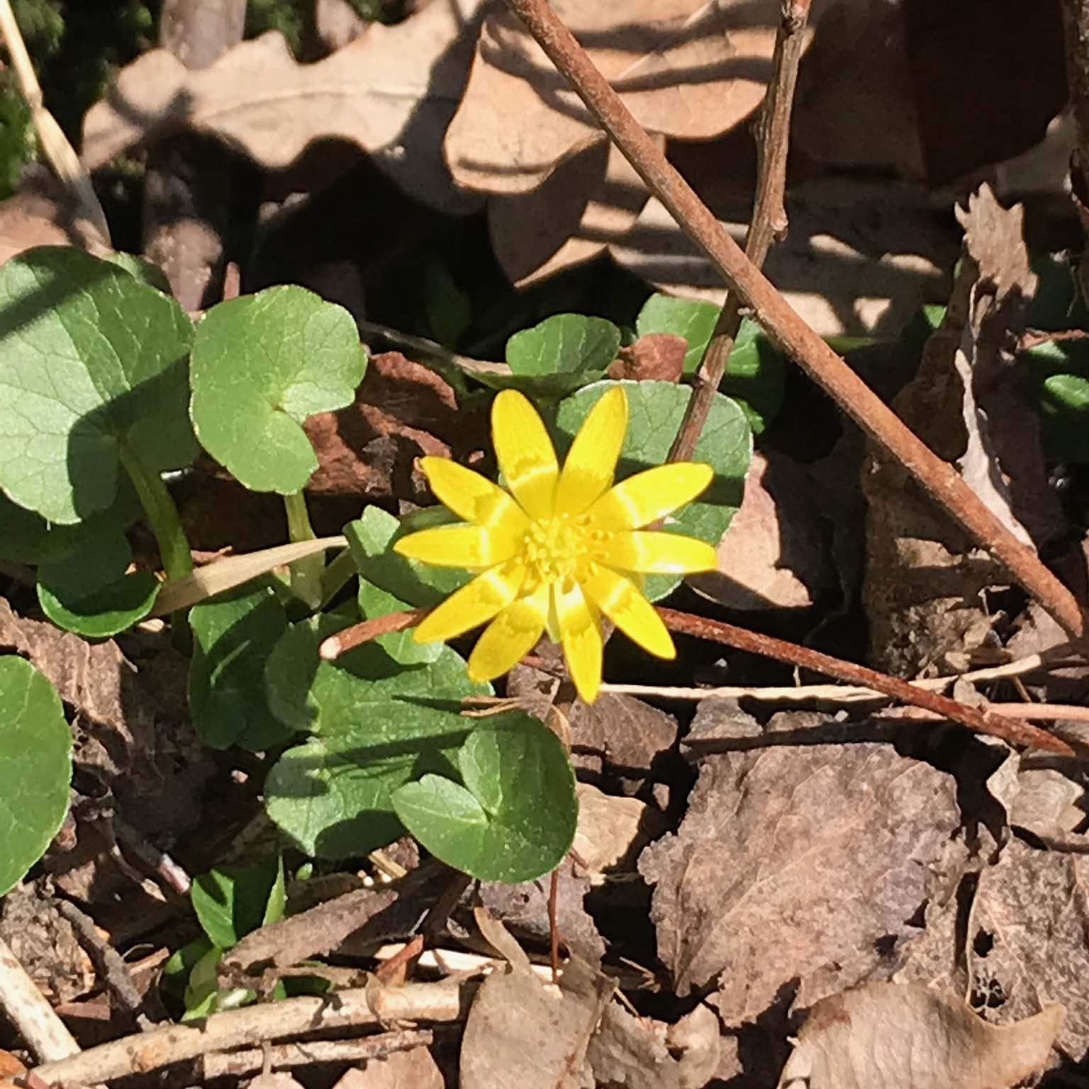 Scharbockskraut – des Frühlings Sonnenstern