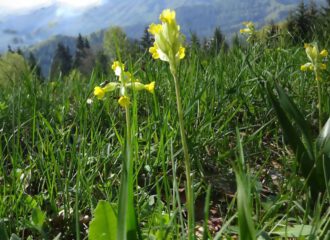 Gelbe Schlüsselblumen