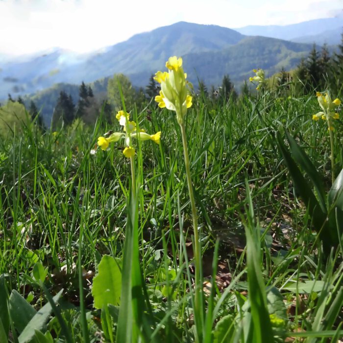 Gelbe Schlüsselblumen