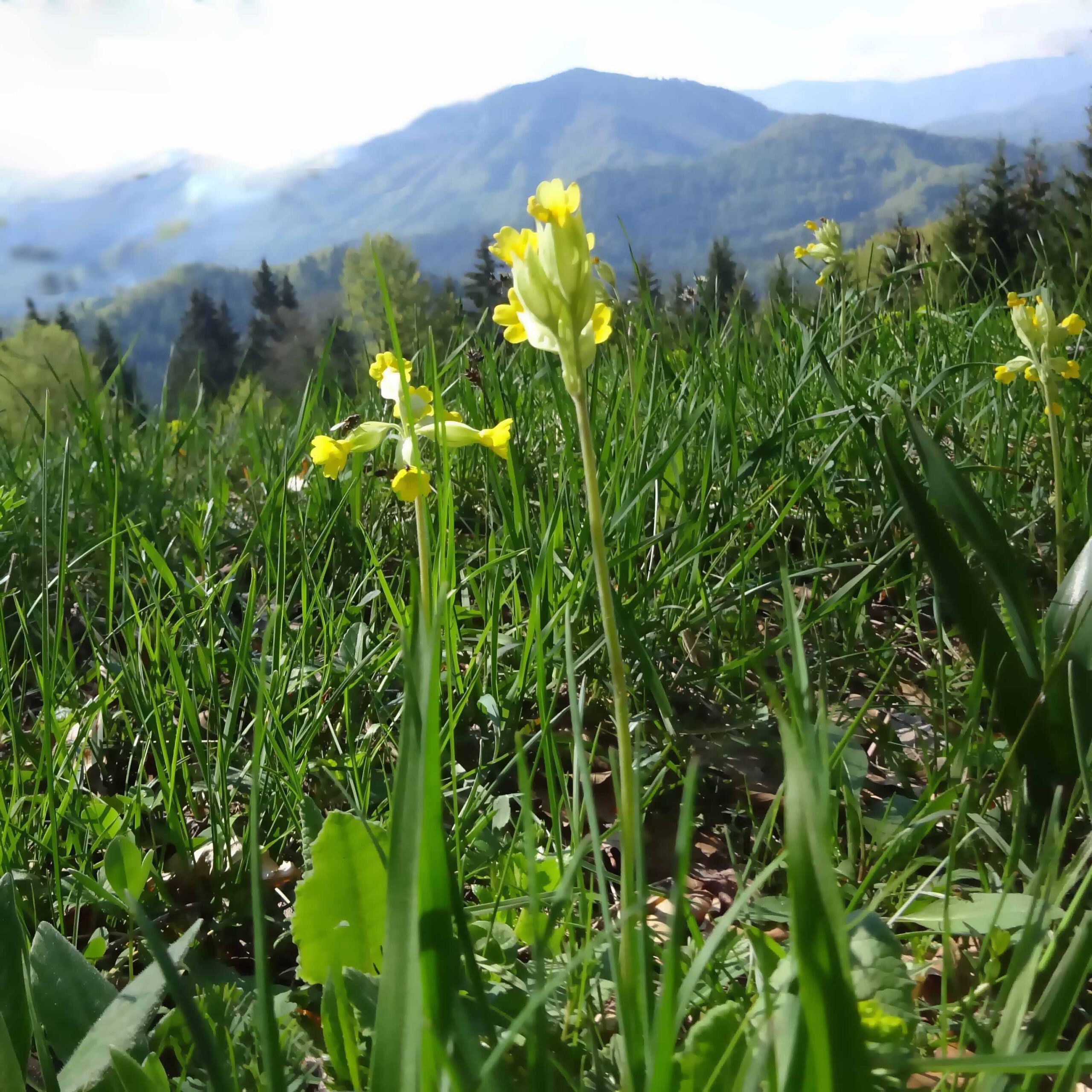Gelbe Schlüsselblumen im Voralpenland am Wegesrand vor Mariazell. Sie stehen unter Naturschutz.