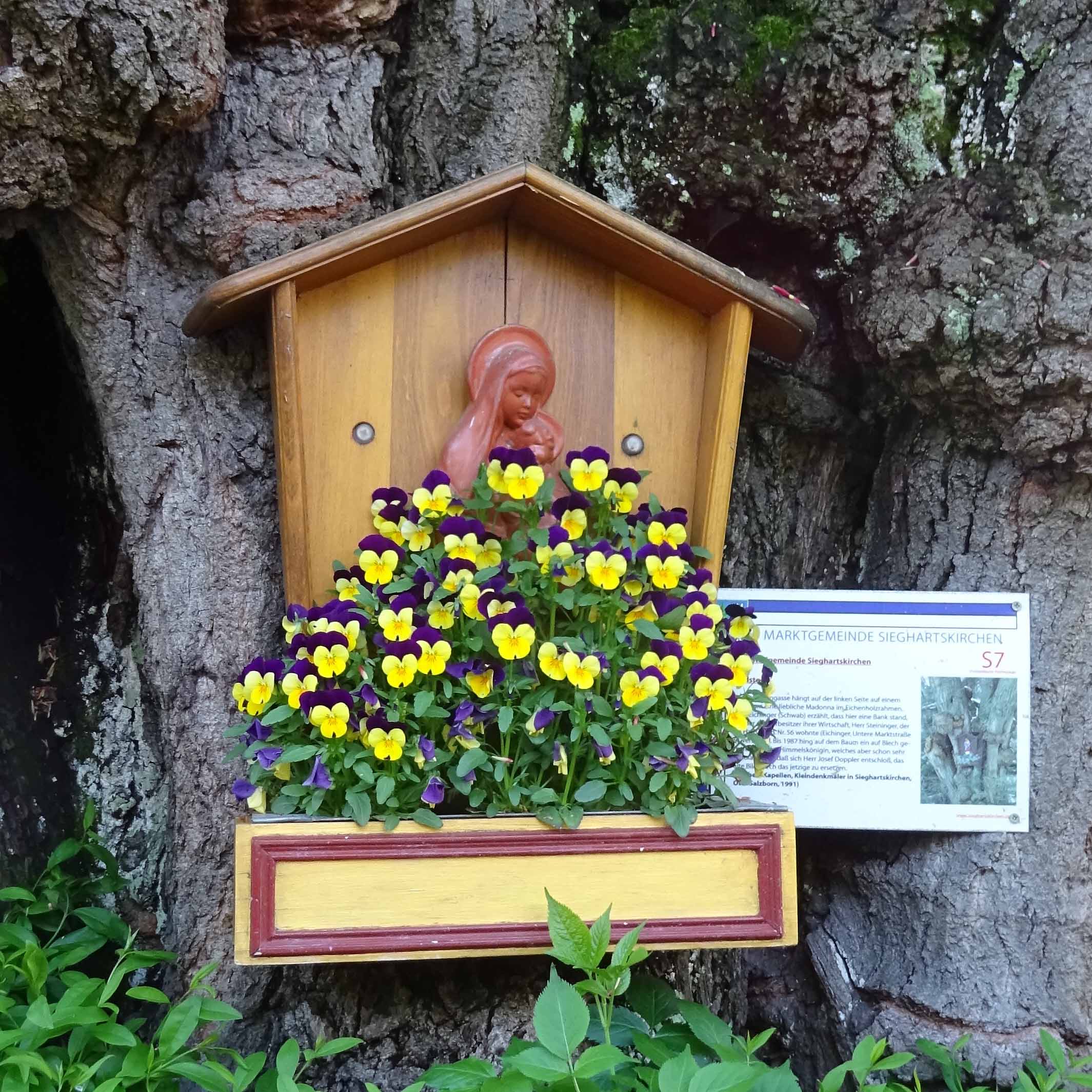 Stiefmütterchen – farbenfroher Helfer für die Haut