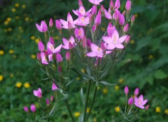 Blüten des Tausendgüldenkrauts