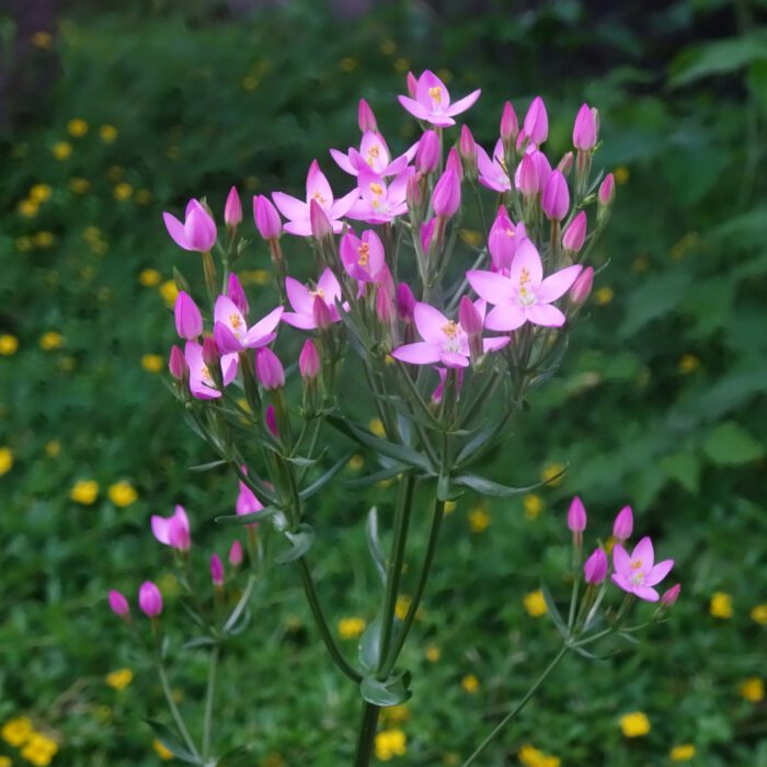 Blüten des Tausendgüldenkrauts