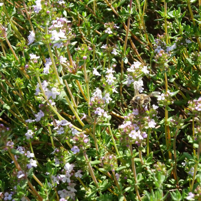 Thymian im Garten