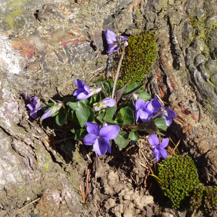 Veilchenblüten