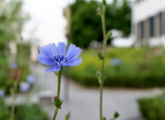 Das königliche Blau am Wegesrand kündigt von den heilenden Wurzeln der Wegwarte.