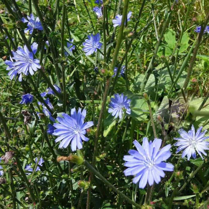 Blüten der Zichorie oder Wegwarte