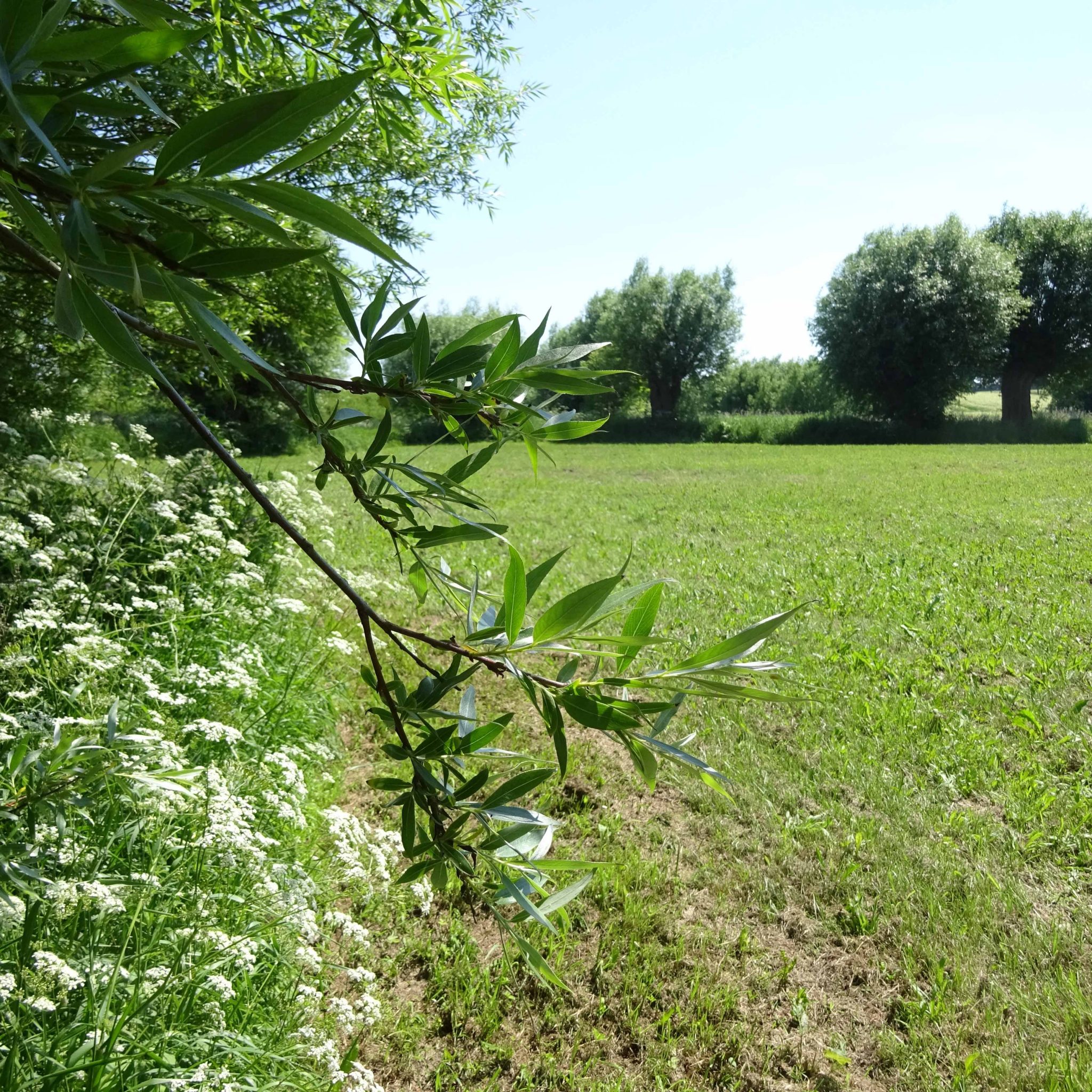 Weidenbüsche und Bäume