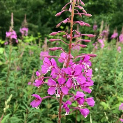 Die zartrosa Blüten lassen nichts erahnen von der heilenden Wirkung bei Männerleiden.