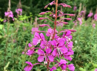 Die zartrosa Blüten lassen nichts erahnen von der heilenden Wirkung bei Männerleiden.