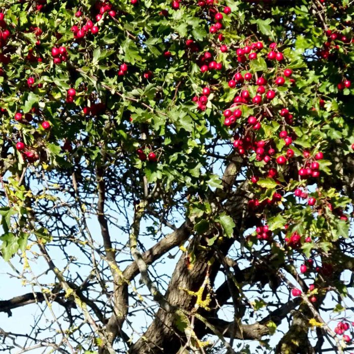 Die roten kugeligen Früchte des Weissdorns erschweren die Unterscheidung zwischen Weissdorn- und Rotdornbüschen.