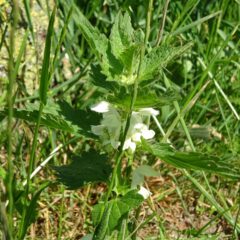 Weiße Taubnessel (Lamium album)