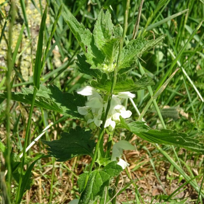 Weisse Taubnessel die Wiesenschöne I Wiesenwohl