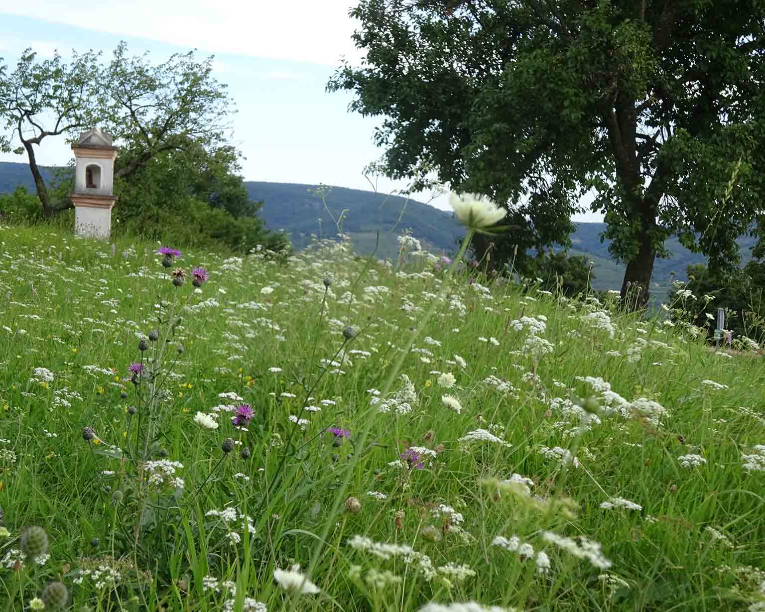 Sommerwiese mit Marterl