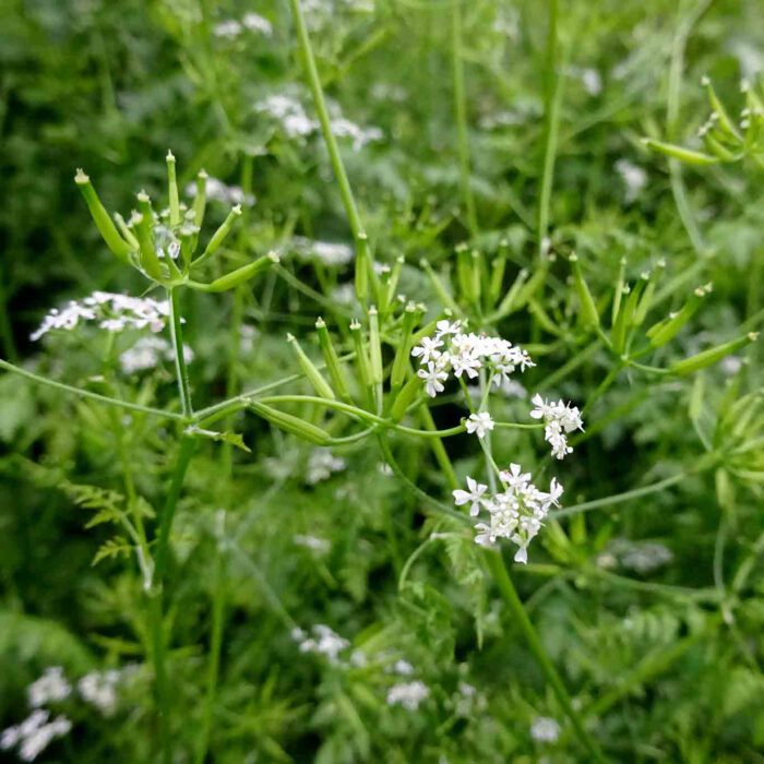 Der Wiesenkümmel ist ganz leicht zu identifizieren. Das typische Kümmelaroma entweicht beim Zerreiben der Fruchtstände zwischen den Fingern.