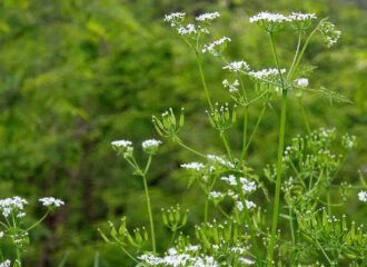 Der Wiesenkümmel - das natürliche Gewürzkraut - ist ein typischer Bewuchs wilder Wiesen.