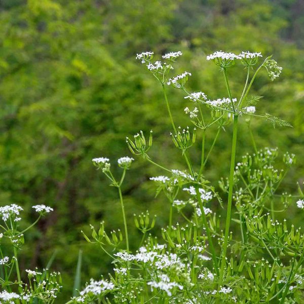 Wiesenkümmel - sorgt für einen guten Bauch I Wiesenwohl