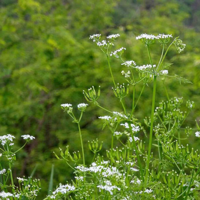 Wiesenkümmel - sorgt für einen guten Bauch I Wiesenwohl