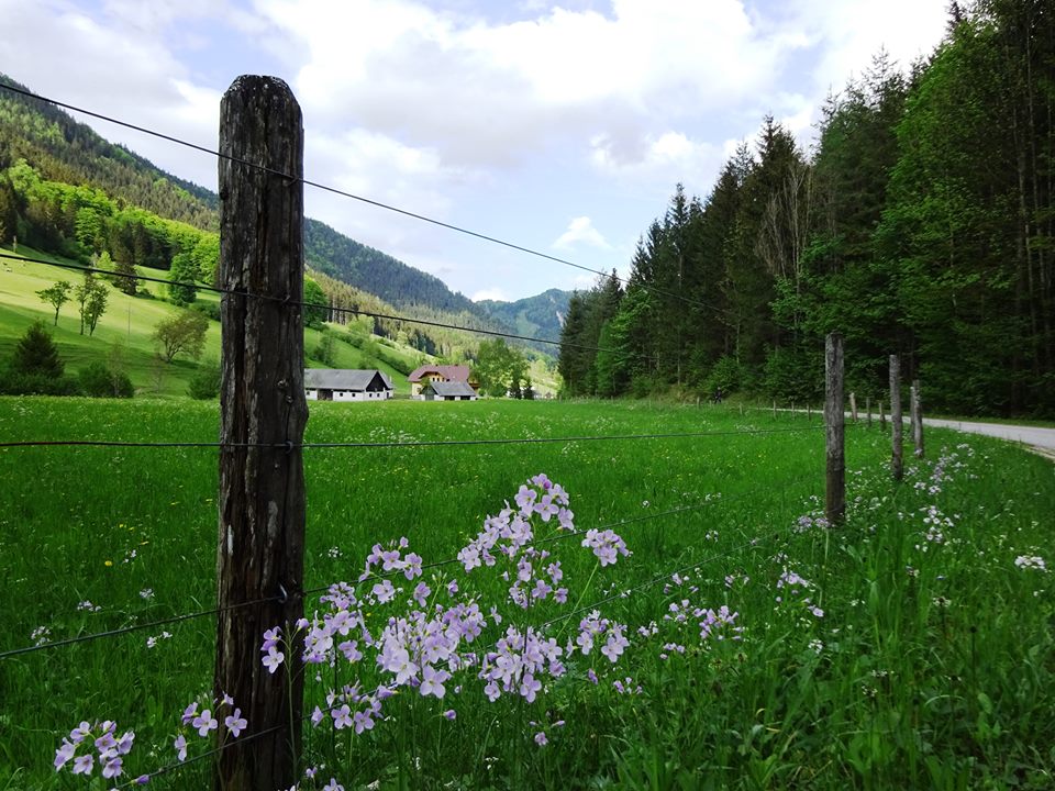 Wiesenschaumkraut am Unrechttraisen